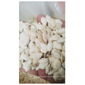 Chinese 2020 Hot crop High quality snow white pumpkin seeds